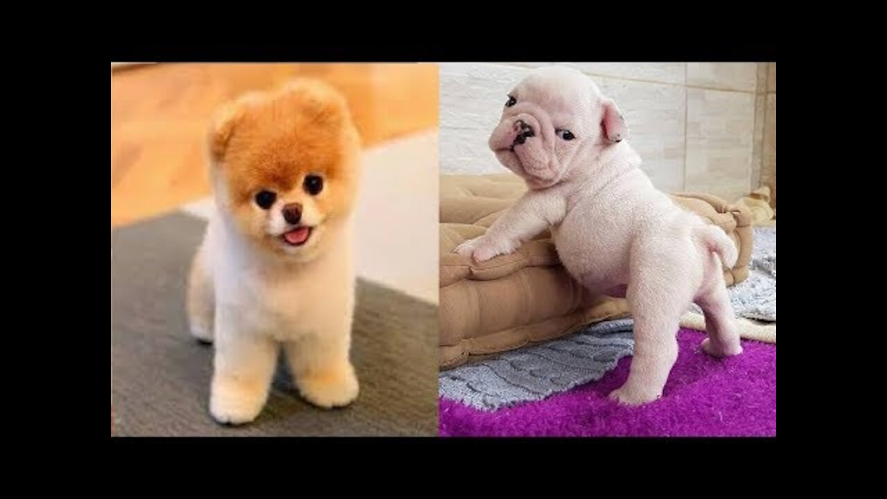 Puppies funny dogs cat