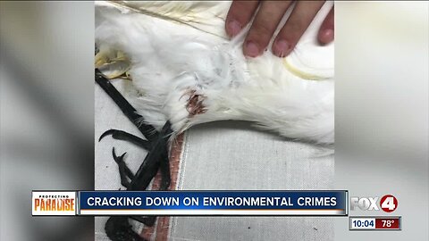 Bird dies after getting shot by blowdart, FWC investigating