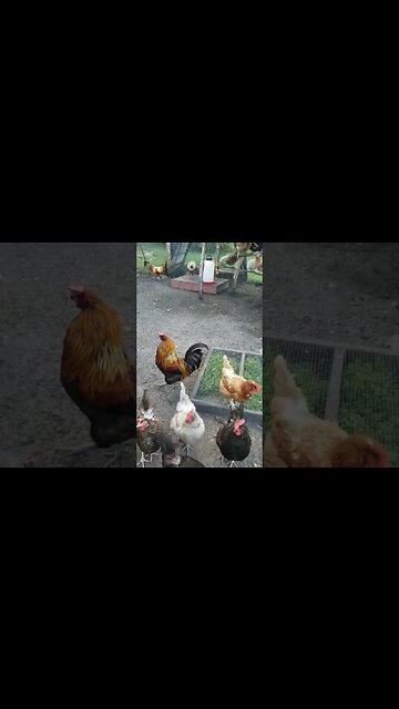 Chickens #chickens #chickenlife #homesteading