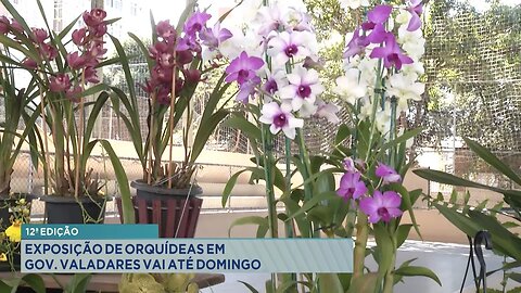 12ª Edição: Exposição de Orquídeas em Gov. Valadares vai até Domingo.