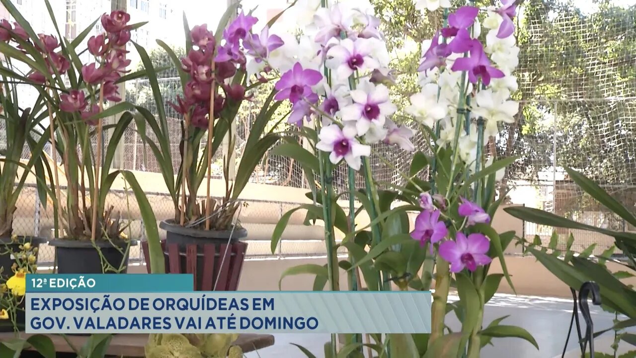 12ª Edição: Exposição de Orquídeas em Gov. Valadares vai até Domingo.