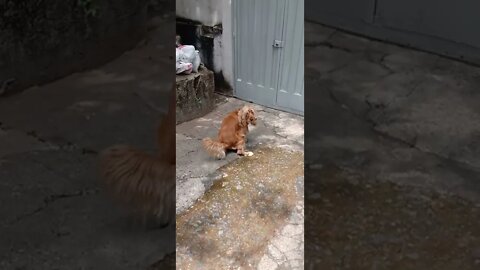 dog , shorts