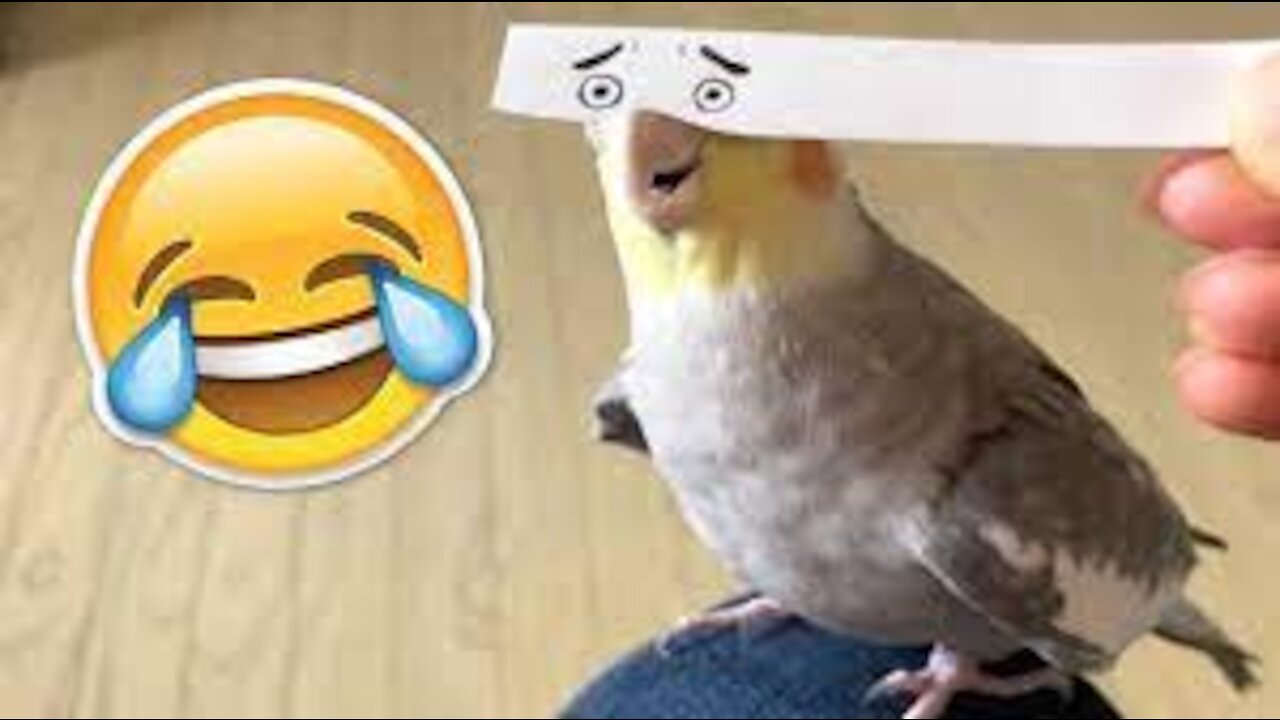 Cockatiel Best Tiktok Compilation | Cockatiel Cute and Funny Videos | Cockatiel Compilation 2021