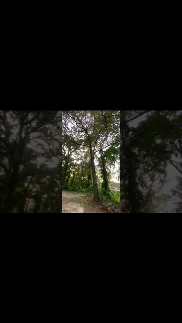 PJ the cat stuck in a tree