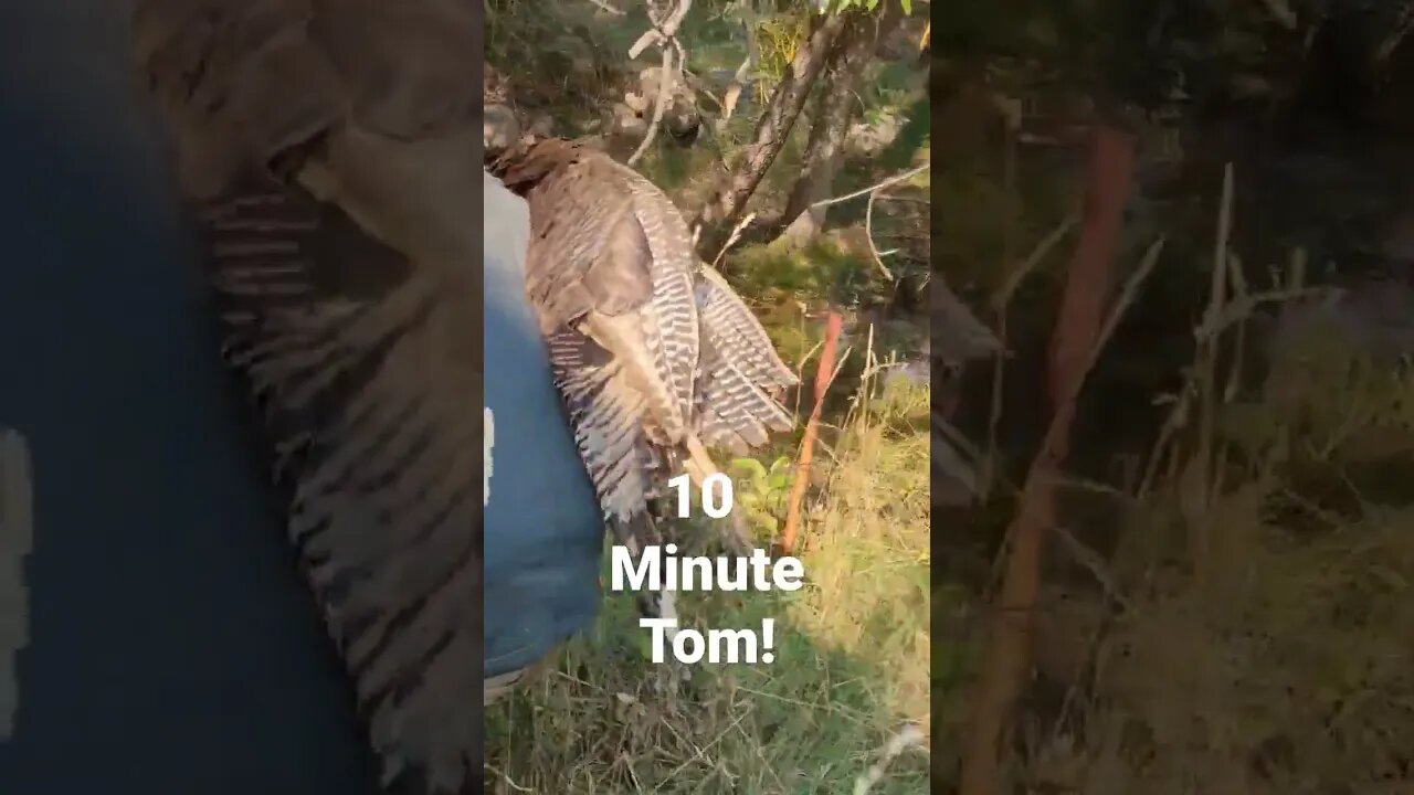 10 Minute Double on a Hen and Tom