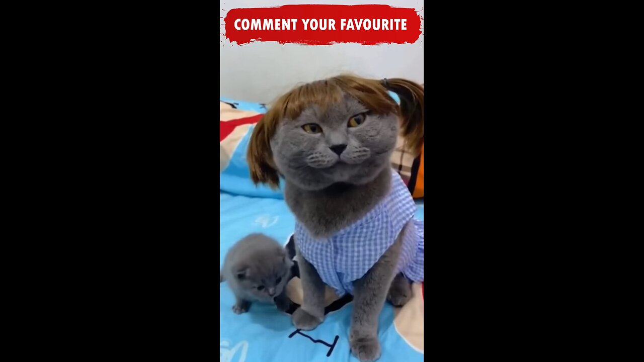 Funny Mother and her Son😂😂😂Funny Cats and Dogs Shorts compilation Animals Try not to Laugh