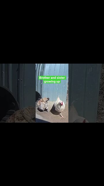 Farm surveillance. Free range chicks growing up