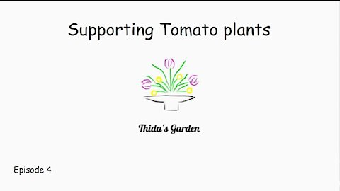 Supporting tomato plants in my garden