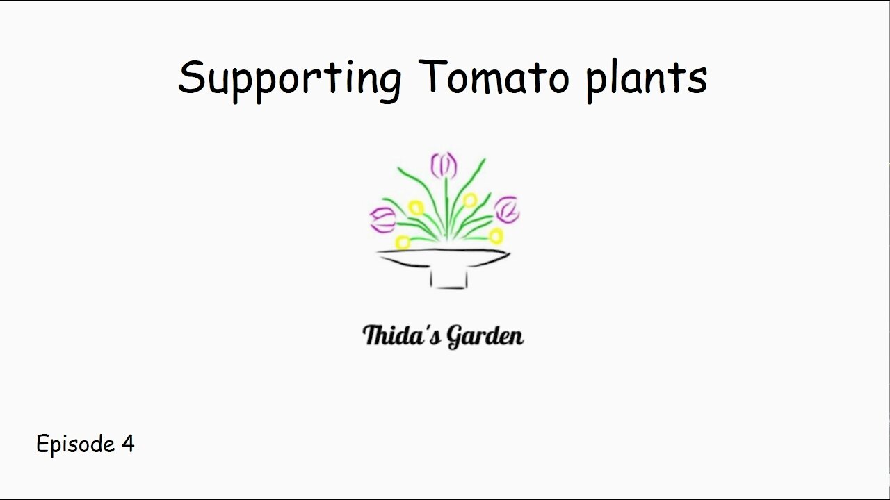 Supporting tomato plants in my garden