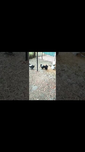 Good morning Silkies 2nd November 2022