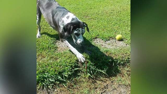 Funny Dog Barks At A Stick In The Ground