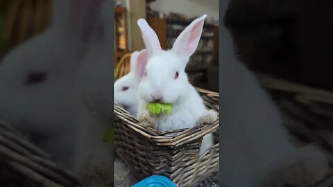 #homesteading #cute #bunny