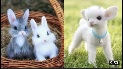 Wow!! So cute! Cute baby 🥰 pets/animals compilations, cute moments