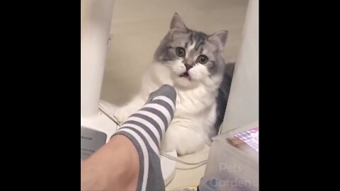 Hilarious cat reacting to socks, very funny cat video, cute cats