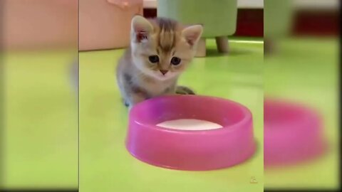 Cute and Funny Cat Videos 🥰💕🥰#catlovers #catlife #kittens