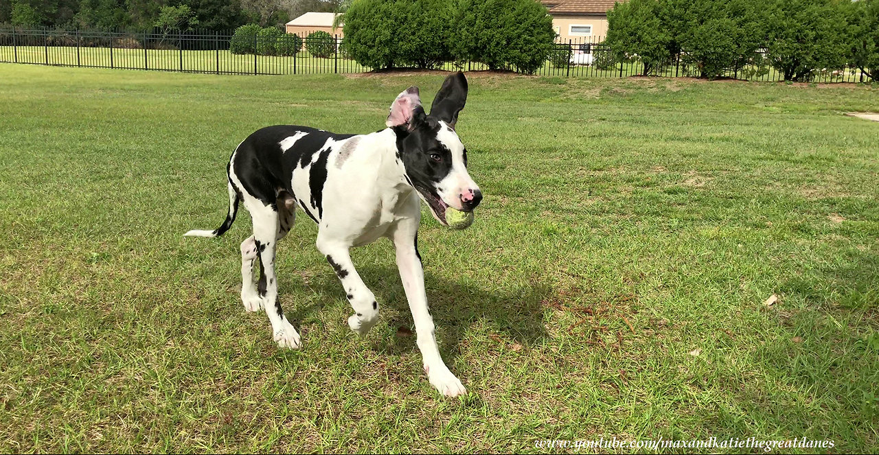 Playful Great Dane Puppy Learns to Fetch a Tennis Ball