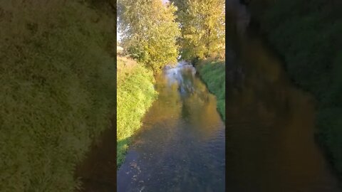 great looking creek with trees
