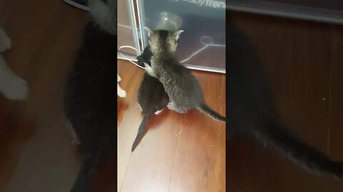 Itty bitty kitty battle