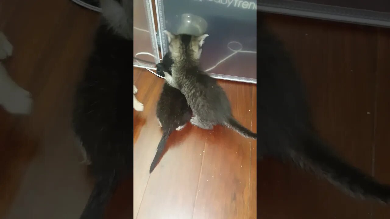 Itty bitty kitty battle