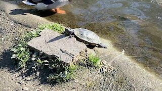 Turtle sun tanning James Gardens