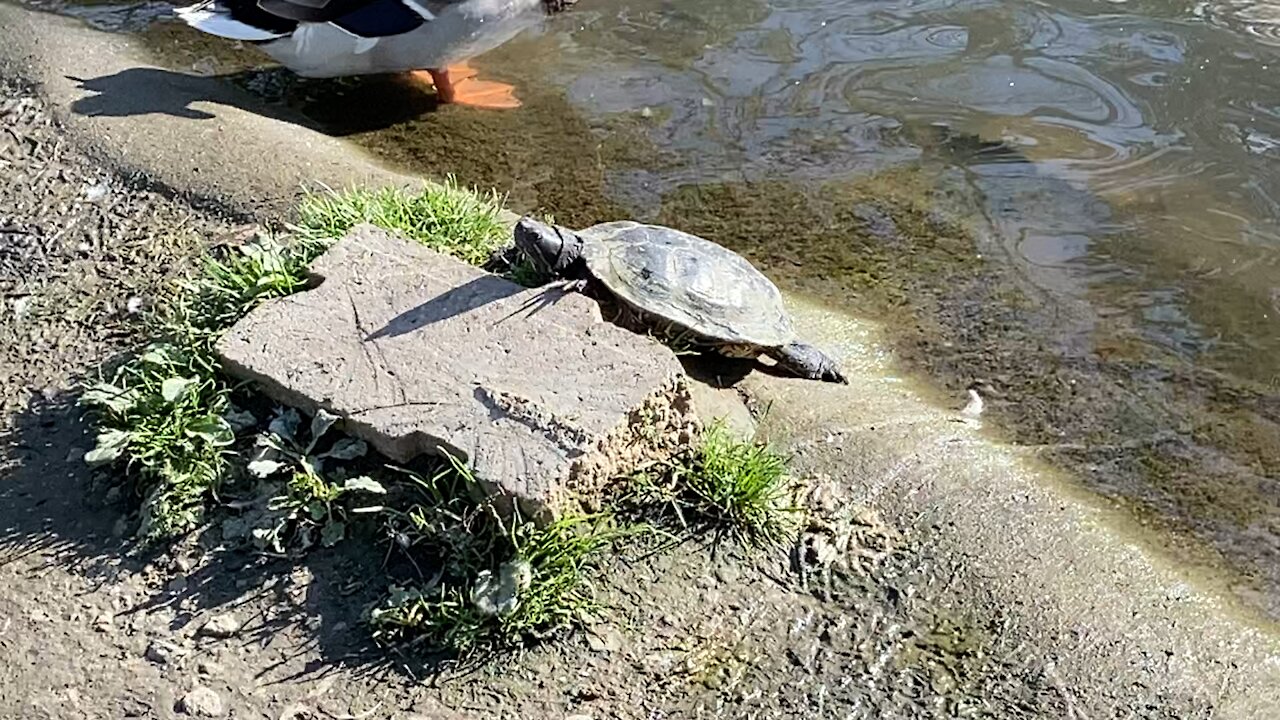 Turtle sun tanning James Gardens