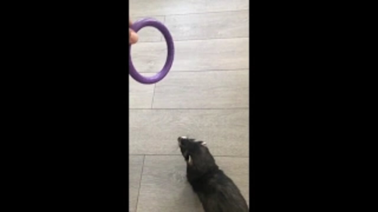 -Yokrie and Ferret face off for favorite toy