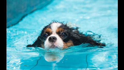 Young Puppies Swimming