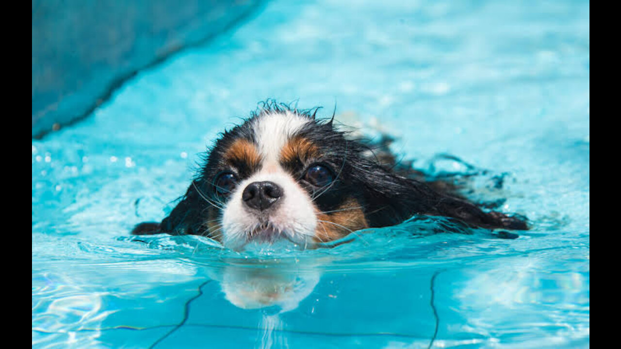 Young Puppies Swimming