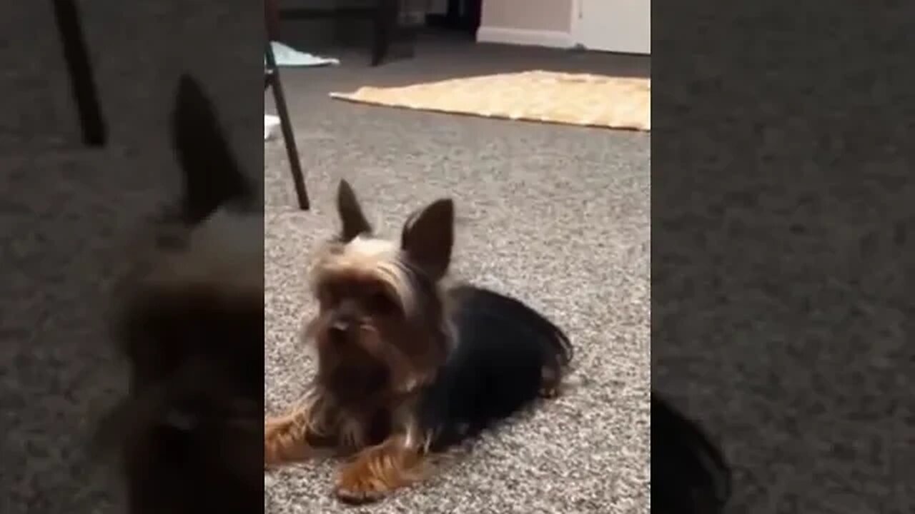 Funny Dogs And Cats || Silly Pet Fails #shorts #viralfunnyvideo #petvideos