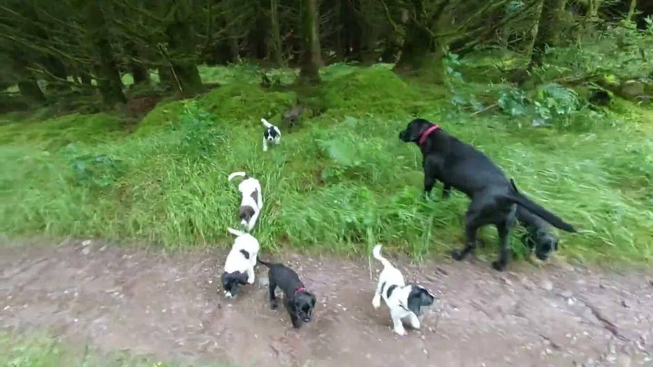 Springador Puppies 1st Time In The Woods