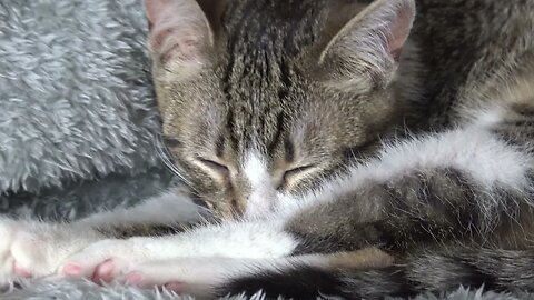 Cute Little Cat Falls Asleep on His Nose