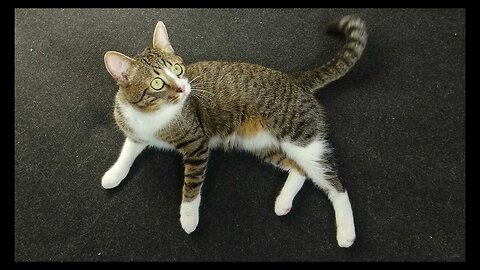 Cat Photography