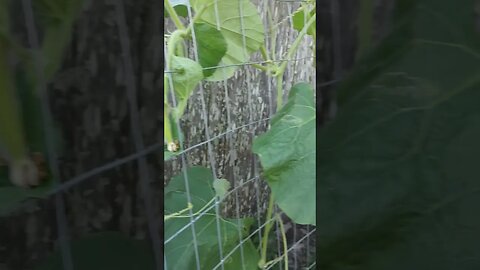 Unusual Zucchini (cucuzza)