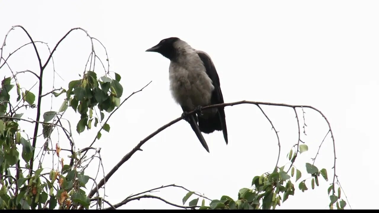 The local King in the top of the birch