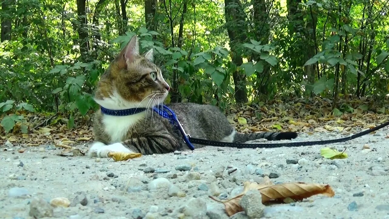 Tired Travelling Cat Takes a Break