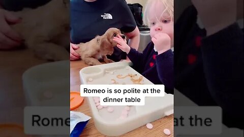 Watch well mannered Cavalier Puppy Romeo. He’s so polite at the dinner table.❤️🐶