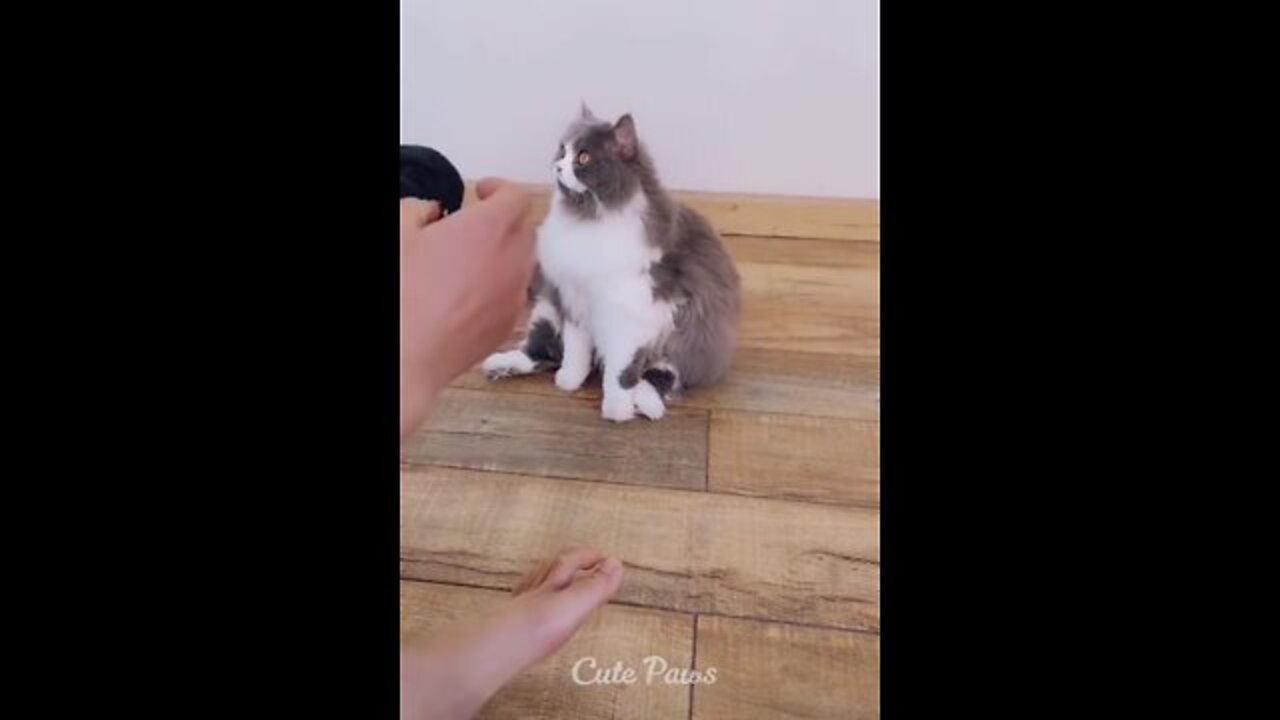 Cat funny video