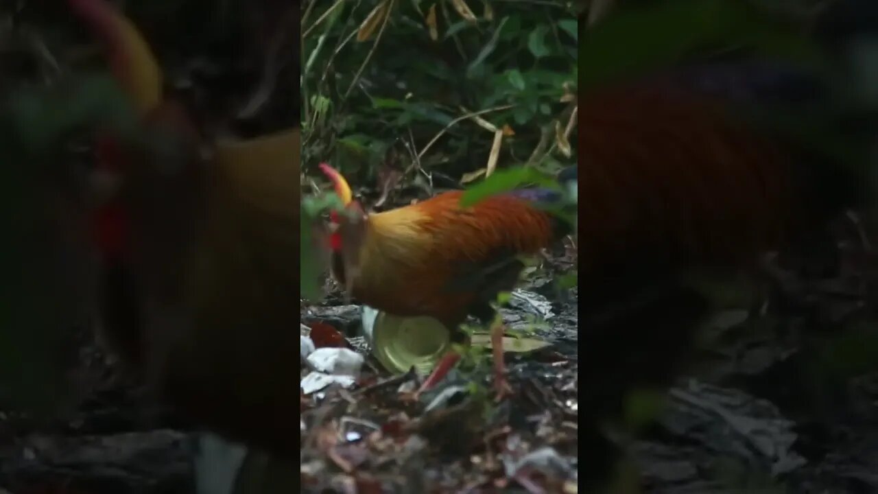 Jungle fowl roaming arround #shorts