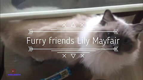 Furry friends - Lily Mayfair