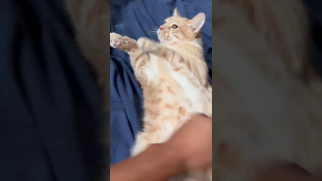 Double belly rubs