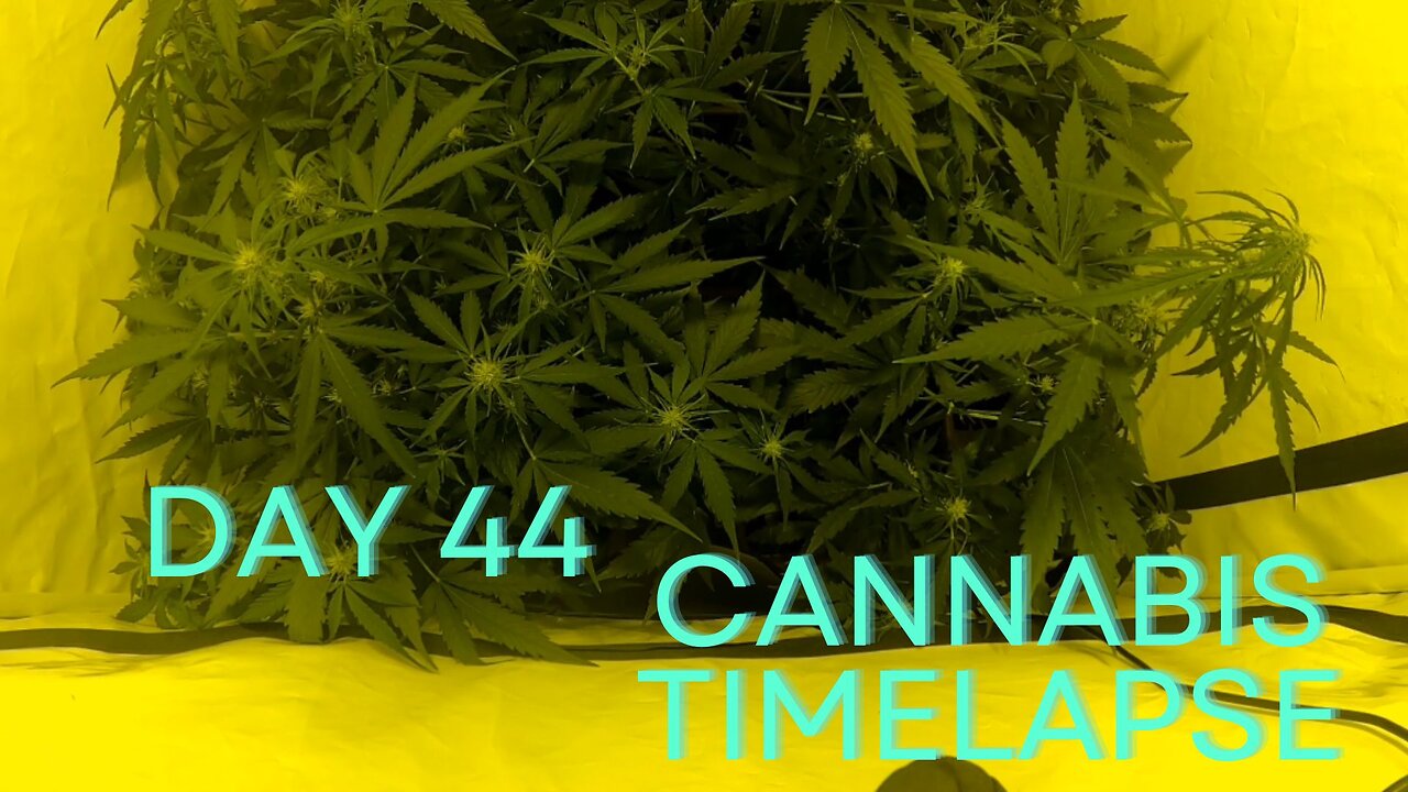 Day 44 Cannabis grow timelapse start flowering indoor hemp weed Autoflowering X Treme