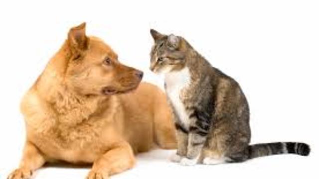 Cat and Dog playing - funny video full HD