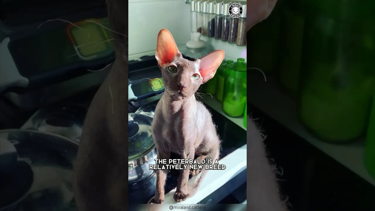 Peterbald 😺 The Hairless Feline!