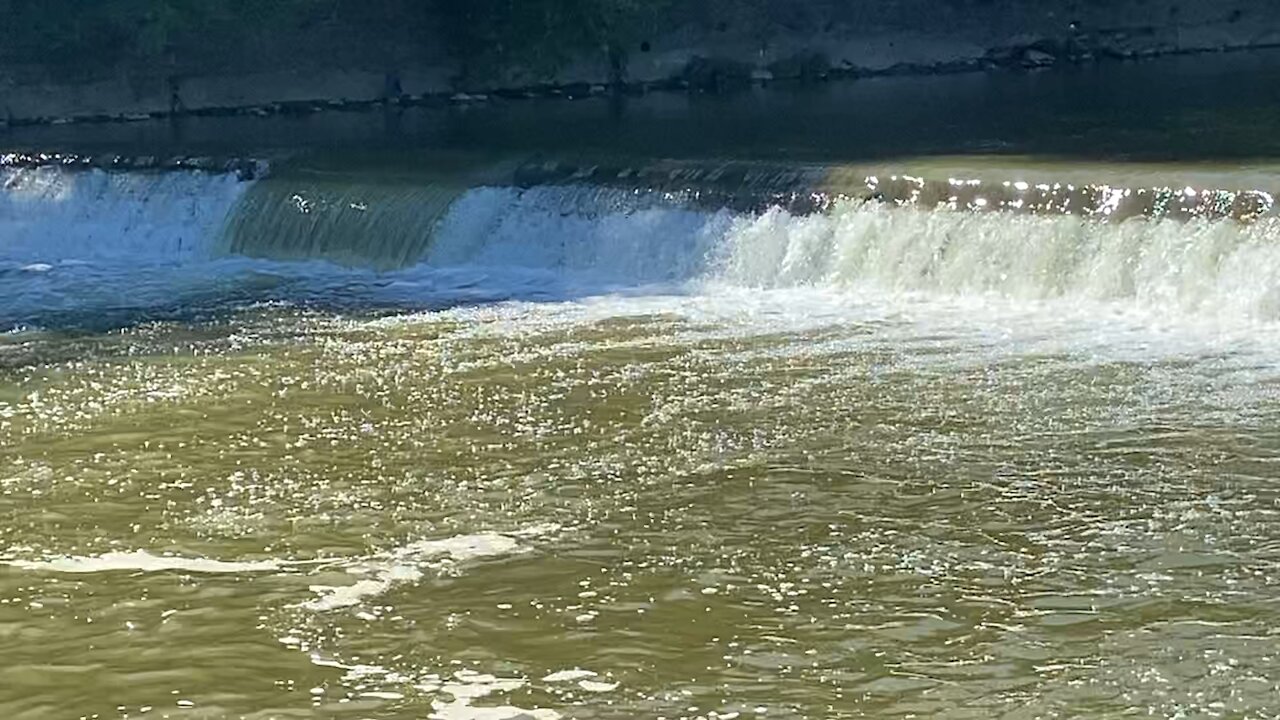 2021 Salmon run Humber River 55