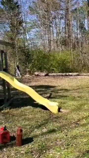 Restoring a pine tree to it former glory