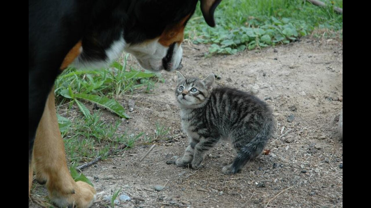 How to train your dog to leave your cat alone and teach your dog and cat to get along