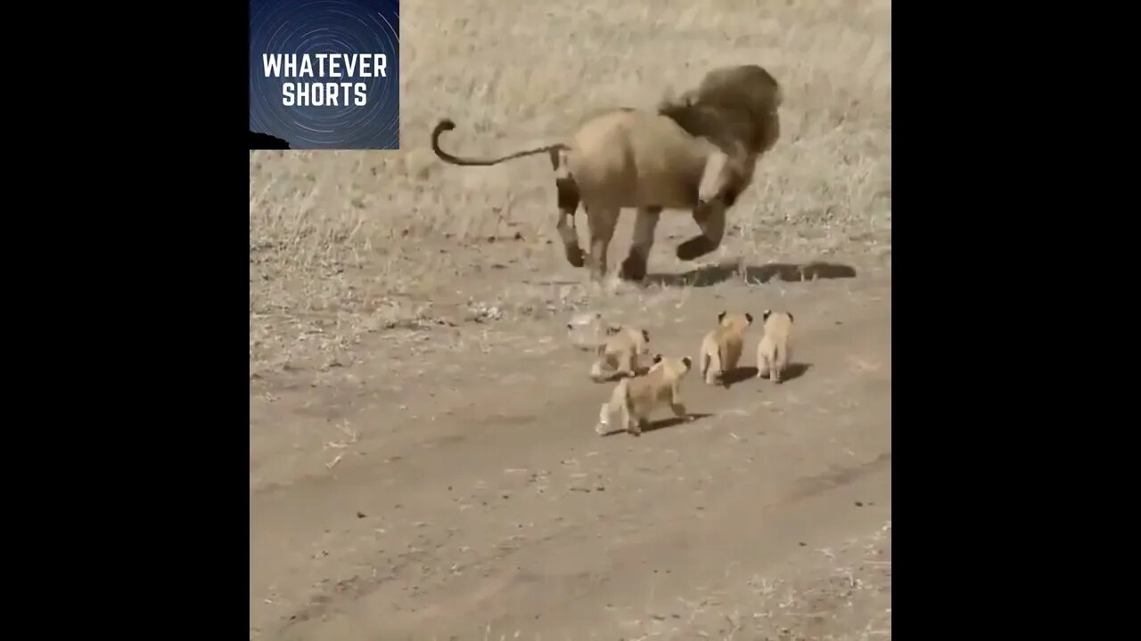 Dad lion tries to run away from family responsibilities #shorts #lion #animals #family #dad