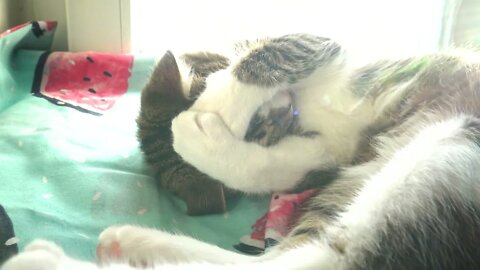 Adorable Little Cat Covers His Eyes with His Paws