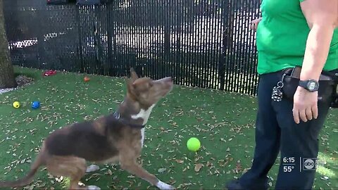 Brewery helping dogs get adopted