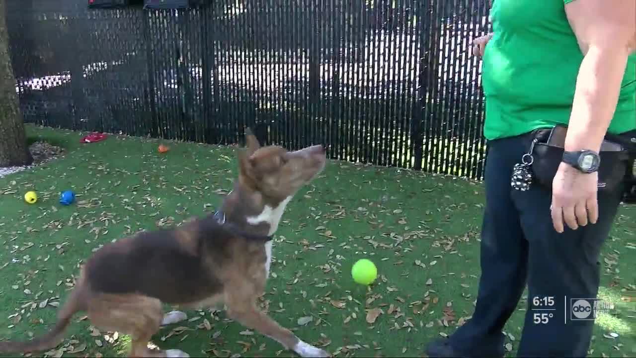 Brewery helping dogs get adopted